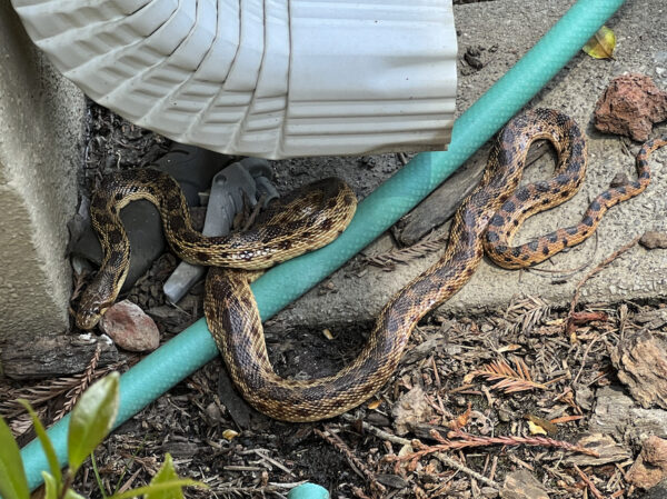 gopher snake